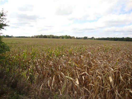 Property photo 3 - 71 Tillable Farmland Acres Offered in 1 Tract